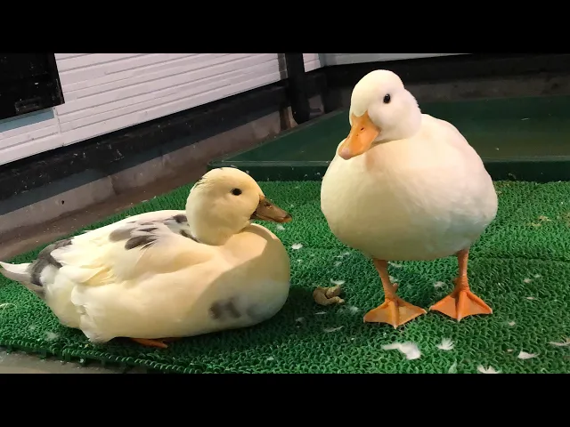 モチの妖精のモチ度チェック。(コールダック